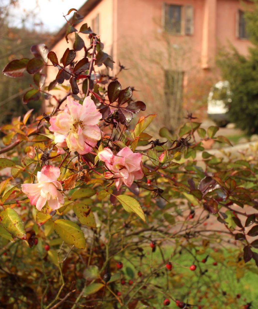 casa alloggio i Tulipani